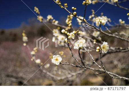 春を告げる白梅の花 春を告げる白梅の花 87171797