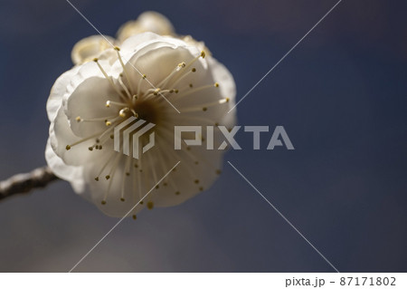 春を告げる白梅の花 87171802