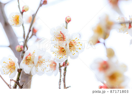 梅の花　伊万里梅園藤ノ尾　佐賀県伊万里市 87171803