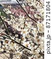春の白い梅の花 87171804