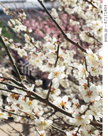 春の白い梅の花 87171804