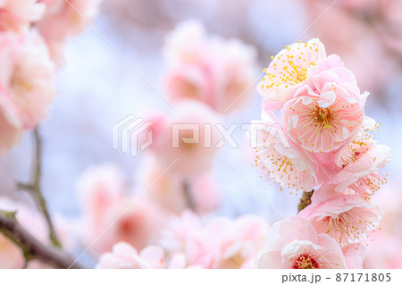 梅の花 伊万里梅園藤ノ尾 佐賀県伊万里市の写真素材
