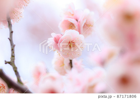 梅の花　伊万里梅園藤ノ尾　佐賀県伊万里市 87171806
