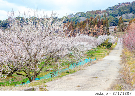 梅の花 伊万里梅園藤ノ尾 佐賀県伊万里市 梅の花 伊万里梅園藤ノ尾 佐賀県伊万里市 87171807
