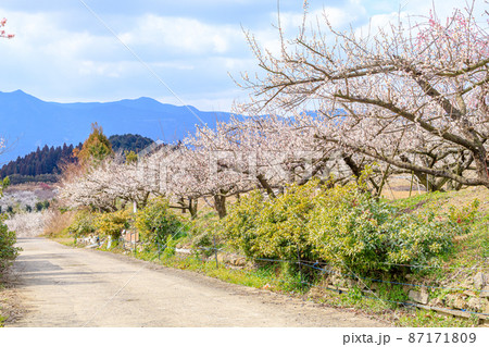梅の花　伊万里梅園藤ノ尾　佐賀県伊万里市 87171809