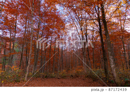 中ノ又渓谷　安の滝へ通じる林道沿いの景色　秋田県北秋田市 87172439