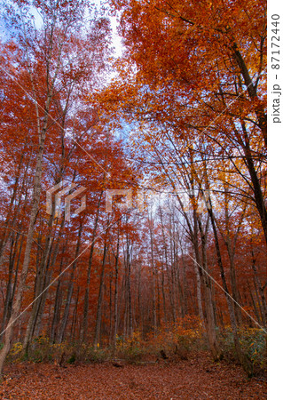 中ノ又渓谷　安の滝へ通じる林道沿いの景色　秋田県北秋田市 87172440