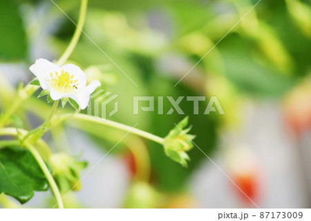 白くて小さいいちごの花 87173009