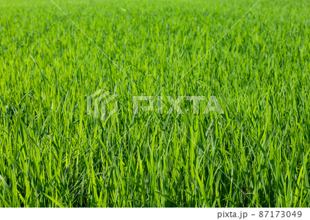 Baby Green rice field in countryside at thailand Baby Green rice field in countryside at thailand 87173049