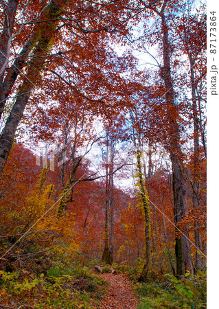 紅葉の中ノ又渓谷の光景　秋田県北秋田市 87173864