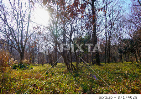 皇居御苑内風景 皇居御苑内風景 87174028