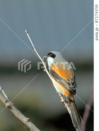 タカサゴモズ_20110226_8771 87174356