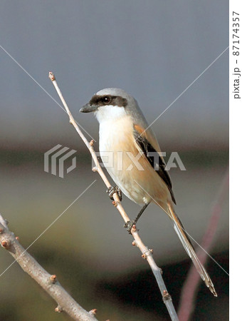 タカサゴモズ_20110226_8809 87174357