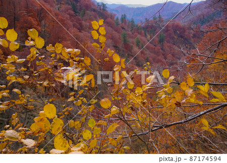 紅葉の中ノ又渓谷の光景　秋田県北秋田市 87174594