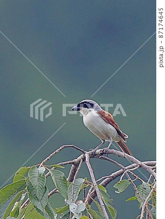 チゴモズ_20060716_6856 チゴモズ_20060716_6856 87174645