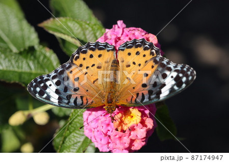 ランタナの花とツマグロヒョウモン 87174947