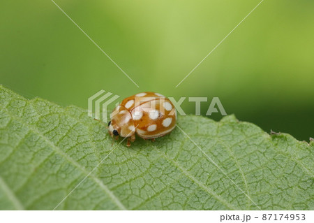 ムーアシロホシテントウ ムーアシロホシテントウ 87174953