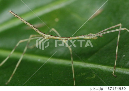 ナナフシ（ナナフシモドキ）の幼虫 87174980