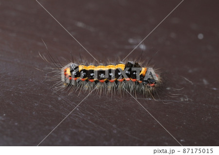 ゴマフリドクガの幼虫 ゴマフリドクガの幼虫 87175015