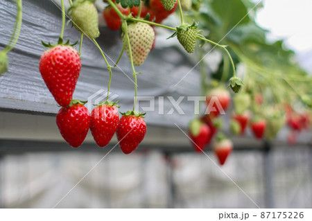 たわわに実るいちご狩りのいちご 87175226