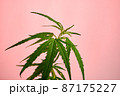 Photo of Marihuana Plant 87175227