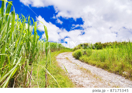 真夏の沖縄サトウキビ畑。青い空と雲 真夏の沖縄サトウキビ畑。青い空と雲 87175345