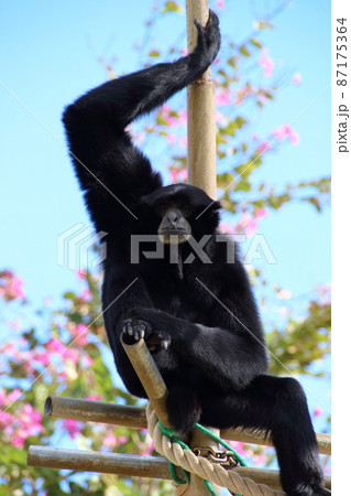 ホノルル動物園のフクロテナガザル ホノルル動物園のフクロテナガザル 87175364