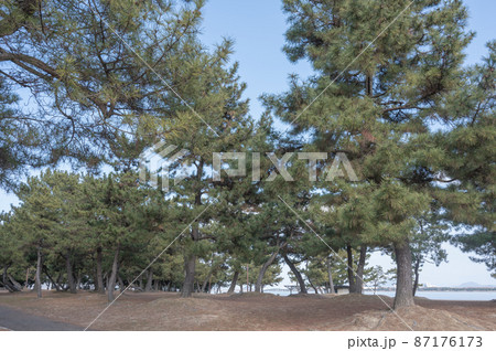 湖岸の松林 87176173