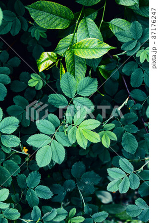 green leaves close up background green leaves close up background 87176247