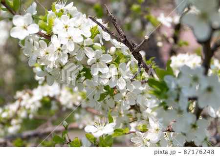 blooming tree in spring with flowers, nature background with sunlight bokeh 87176248