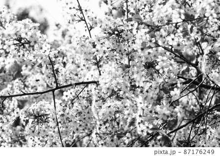 Spring flowers blossom in black and white mode 87176249