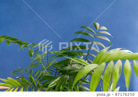 home potted palm tree branches against blue background, space for text home potted palm tree branches against blue background, space for text 87176250
