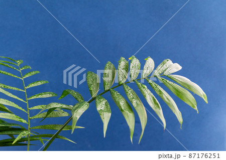 home potted palm tree branches against blue background, space for text 87176251
