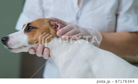 The veterinarian examines the dog's ears. Jack Russell Terrier Ear Allergy. The veterinarian examines the dog's ears. Jack Russell Terrier Ear Allergy. 87176364