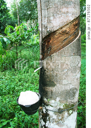 アマゾンのゴムの木　ブラジル 87176502