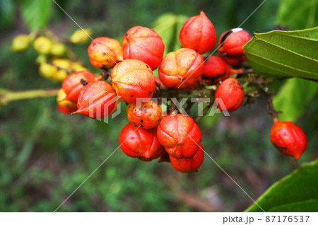 アマゾン原産のガラナの実　ブラジル 87176537