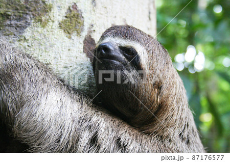 アマゾンに生息するナマケモノ　ブラジル 87176577