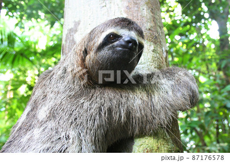 アマゾンに生息するナマケモノ ブラジルの写真素材