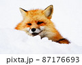 冬のキツネ　雪 87176693
