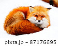 冬のキツネ　雪 87176695
