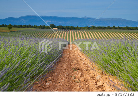 Huge Field of rows of lavender in France, Valensole, Cote Dazur-Alps-Provence, purple flowers, green stems, combed beds with perfume base, panorama, perspective, trees and mountains are on background 87177332