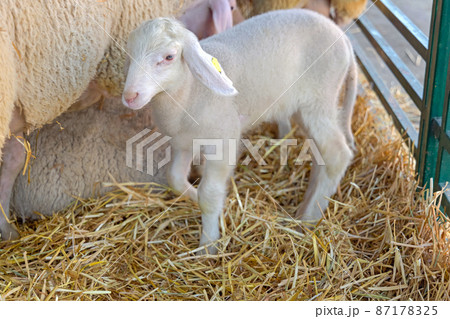 One Newborn Lamb One Newborn Lamb 87178325