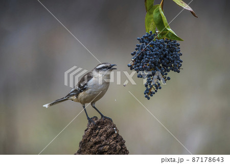 White banded Mockingbird, Patagonia, Argentina 87178643