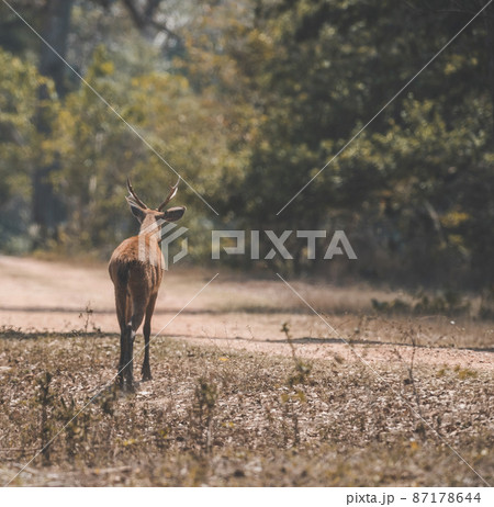 Marsh deer, pantanal Brazil Marsh deer, pantanal Brazil 87178644