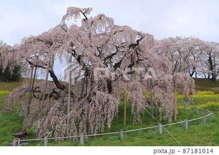 三春滝桜 87181014
