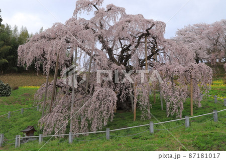 三春滝桜 87181017