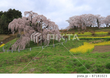 三春滝桜 87181023