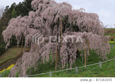 三春滝桜 87181035