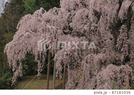 三春滝桜 87181036