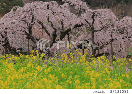 三春滝桜 87181051